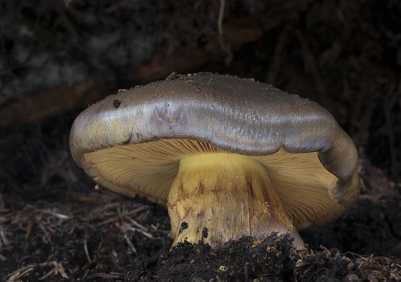 Cortinarius atrovirens